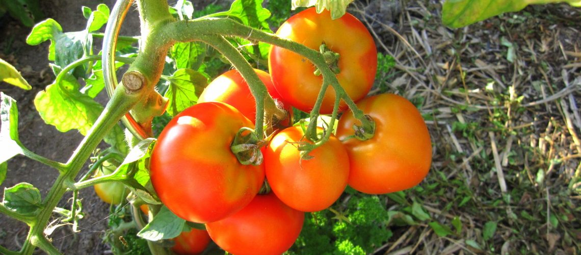 Tomates du jardin - Photo Lili