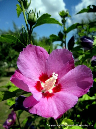 althea-hibiscus.JPG