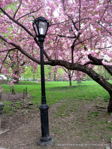 New-York-arbre-rose-et-lampadaire.jpg