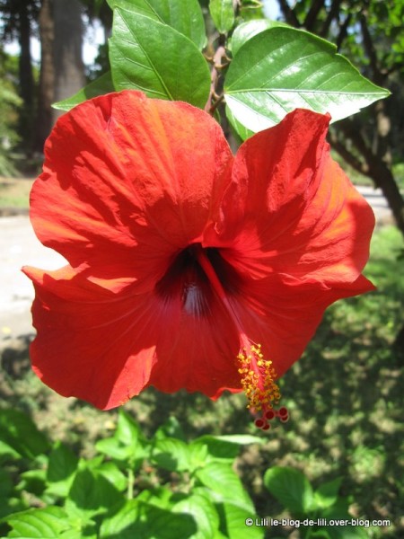 Sicile-Acireale-5-fleur.JPG