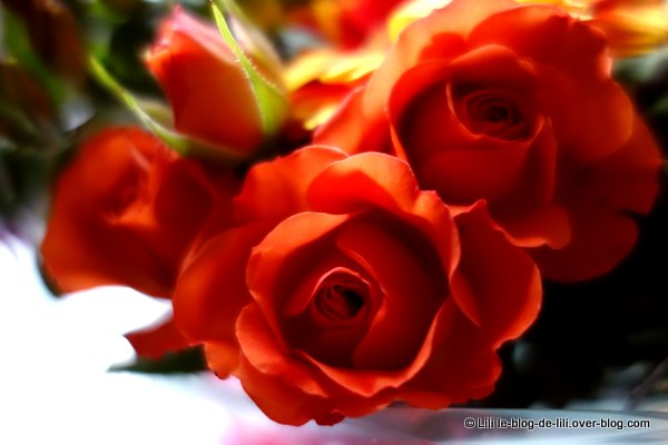 BeBloom : un joli bouquet pour la fête des mamies