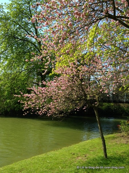 Promenade en barque sur le lac Daumesnil et près des cerisiers en fleurs