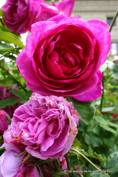 Promenade au jardin des plantes ♥ Des roses et des couleurs