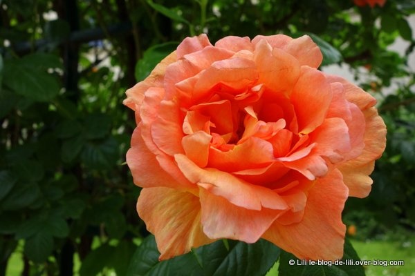 Promenade au jardin des plantes ♥ Des roses et des couleurs