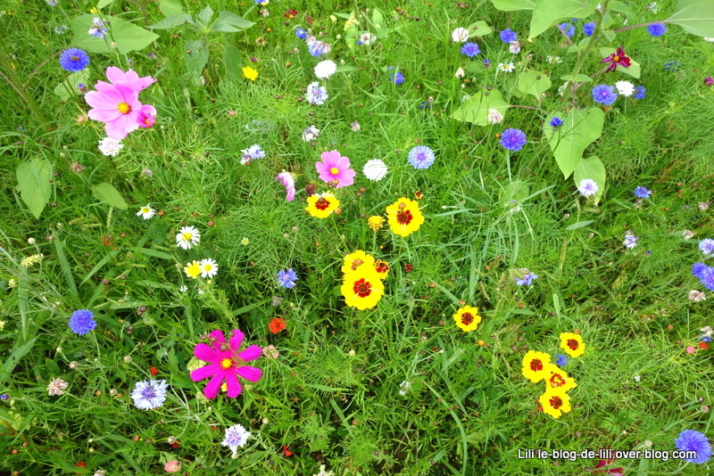 Un après-midi aux jardins de Brocéliande : des fleurs et de l'aventure