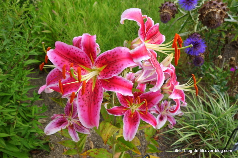 Un après-midi aux jardins de Brocéliande : des fleurs et de l'aventure
