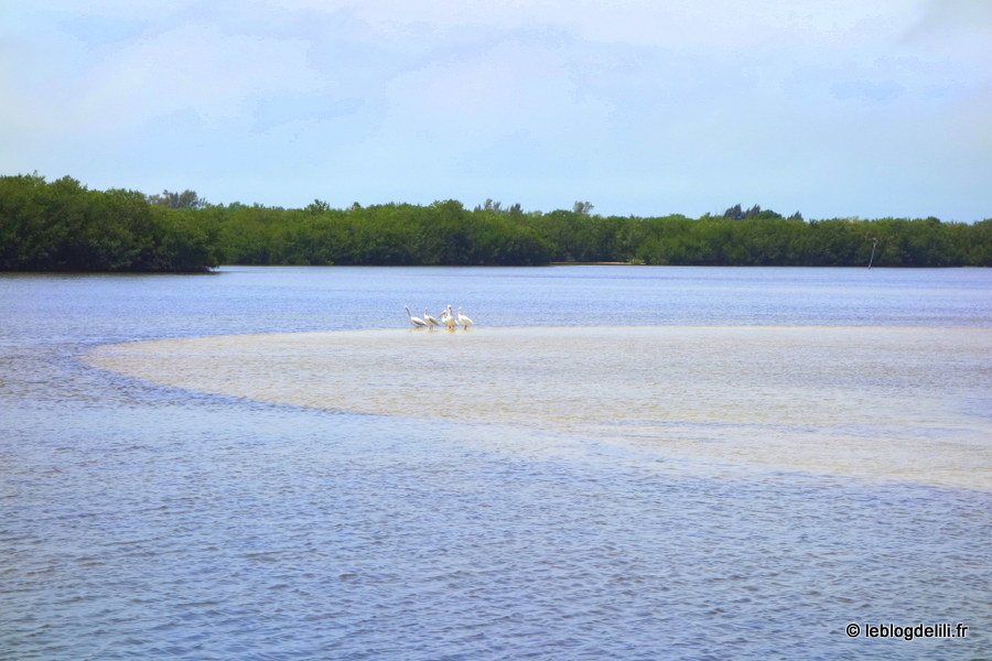 [Voyage en Floride] Fort Myers et Sanibel Island, l'île aux coquillages
