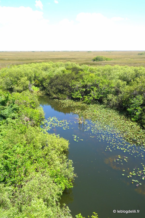 [Floride] Le parc national des Everglades : promenades au milieu des alligators