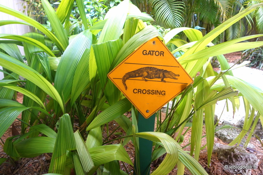 [Floride] Le parc national des Everglades : promenades au milieu des alligators