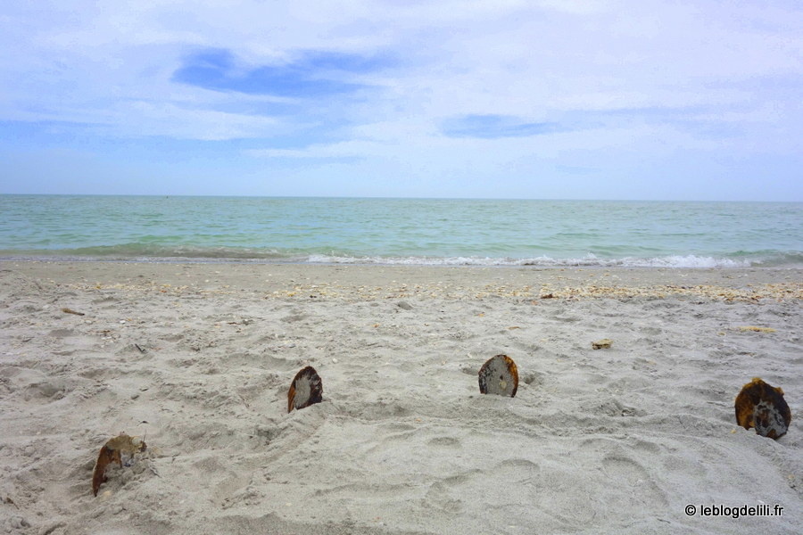 [Voyage en Floride] Fort Myers et Sanibel Island, l'île aux coquillages