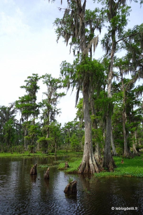 Au Sud de la Louisiane, à la découverte des bayous autour de Houma