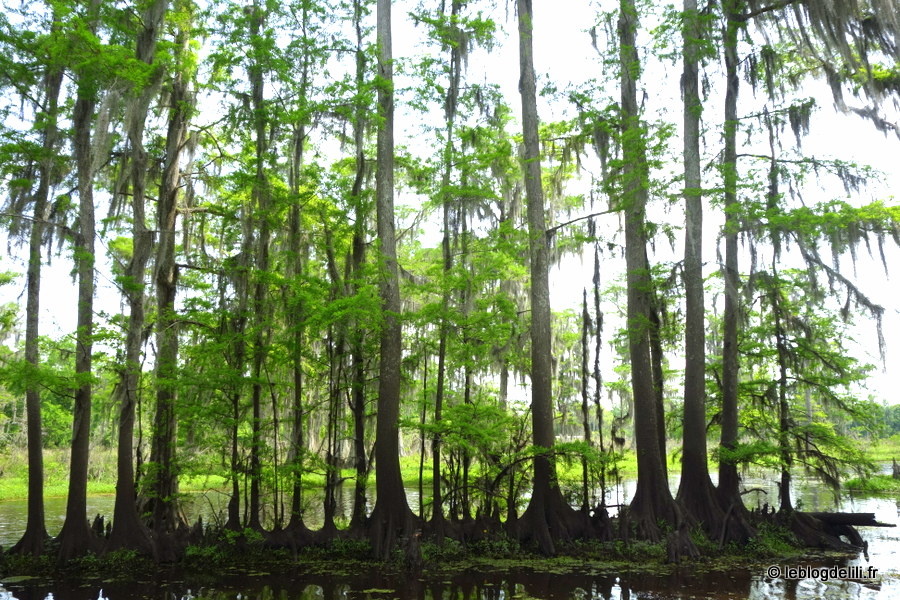 Au Sud de la Louisiane, à la découverte des bayous autour de Houma