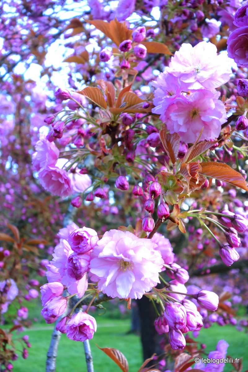 Promenade printanière et cerisiers en fleurs au parc de Sceaux
