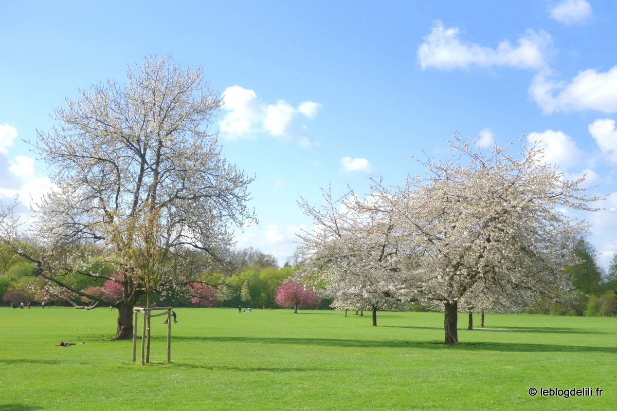 Promenade printanière et cerisiers en fleurs au parc de Sceaux