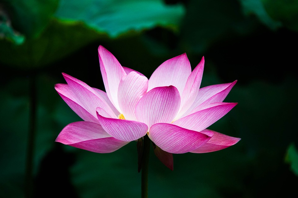 Fleur de lotus - Photo : Pixabay