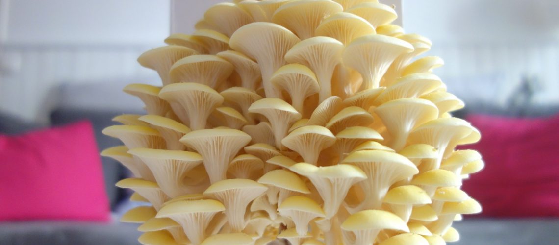 Pleurotes jaunes - Kit à champignons Prêt-à-pousser