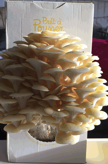 Pleurotes jaunes - Kit à champignons Prêt-à-pousser